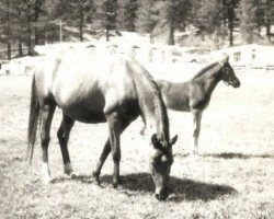 broodmare Talia III ox (Arabian thoroughbred, 1953, from Dante ox)