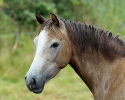 dressage horse Petit Hanahmi (German Riding Pony, 2010, from Grenzhoehes My Ken)