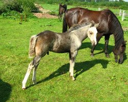 Pferd Petit Montagou (Deutsches Reitpony, 2007, von Petit Marashino)