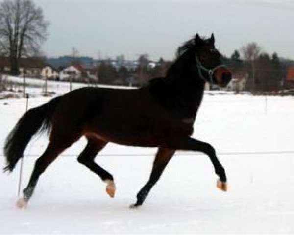 horse Petit Hemmingway (German Riding Pony, 2006, from Harvard)