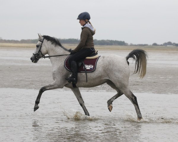 horse Petit Omana (German Riding Pony, 2008, from Bazar ShA)