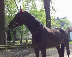 dressage horse Chédor (Oldenburger, 2008, from Contendro I)