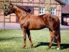 stallion Sabiango xx (Thoroughbred, 1998, from Acatenango xx)