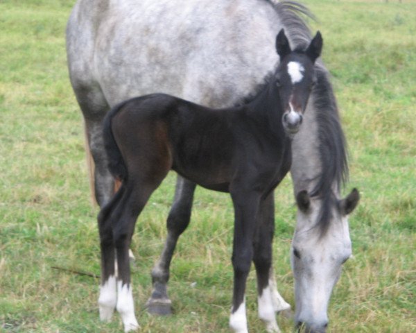 broodmare Petit O'cacharell (German Riding Pony, 2005, from St. Annens Monsieur N)