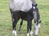 broodmare Petit O'cacharell (German Riding Pony, 2005, from St. Annens Monsieur N)