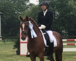 dressage horse Don Morningstar (Deutsches Reitpony, 2009, from Don Miguel Fh)