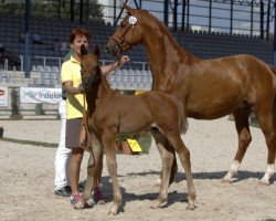 dressage horse Bulgari (Hanoverian, 2016, from Bon Coeur)