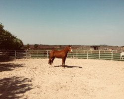 horse Walestino (Little German Riding Horse, 2014, from Walou)