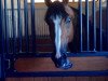 jumper Earth Quake (KWPN (Royal Dutch Sporthorse), 2009, from Heartbreaker)