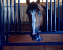 jumper Earth Quake (KWPN (Royal Dutch Sporthorse), 2009, from Heartbreaker)