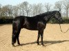 dressage horse First Florenz (Westphalian, 2015, from Florenz 71)