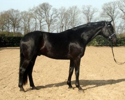 dressage horse First Florenz (Westphalian, 2015, from Florenz 71)