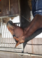 Springpferd Jacomo van ten Biesen (Belgisches Warmblut, 2009, von Weltcup II)