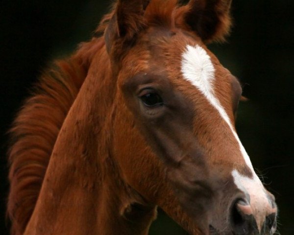 dressage horse Qatar (Hanoverian, 2011, from Quaterback)