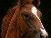 dressage horse Qatar (Hanoverian, 2011, from Quaterback)