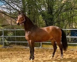 dressage horse Friesland (Hanoverian, 2014, from First Selection)