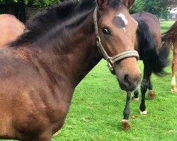 dressage horse Emery (Rhinelander, 2017, from Escolar)