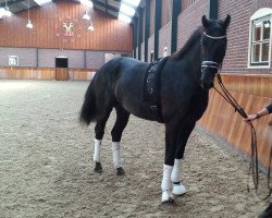 dressage horse Royal Jazz MR (Rhinelander, 2013, from Rousseau)