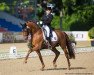 dressage horse Edberg TSF (Trakehner, 2008, from Connery)