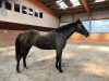 dressage horse Ikaadaa KK (German Riding Pony, 2012, from Steendiek's Constantino)