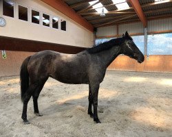 dressage horse Ikaadaa KK (German Riding Pony, 2012, from Steendiek's Constantino)