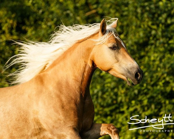 dressage horse Tiny Gingera (10,16% ox) (Edelbluthaflinger, 2008, from Sam (11,72% ox))