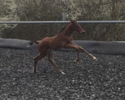 jumper Dragonheart Vom Schwalbenrain (German Sport Horse, 2018, from Duke of Hearts xx)