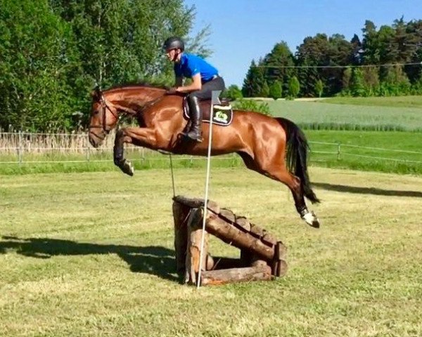 broodmare Back in Time 2 (Westphalian, 2011, from Bayard)