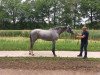 Springpferd Jirocco Blue (KWPN (Niederländisches Warmblut), 2014, von Zirocco Blue)