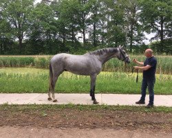 jumper Jirocco Blue (KWPN (Royal Dutch Sporthorse), 2014, from Zirocco Blue)