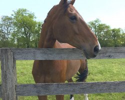 Springpferd Gaston (Hannoveraner, 2006, von Giradelli)