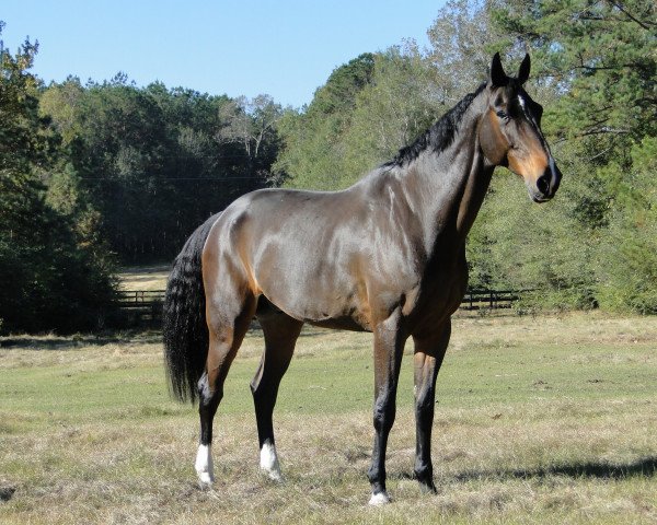 horse Carl Loui Tsp (Holsteiner, 2003, from Caretino)