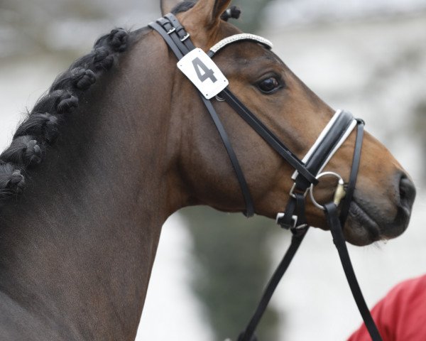 stallion Faberge Ep (Austrian Warmblood, 2015, from For Romance I)