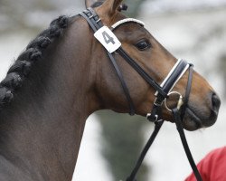 dressage horse Faberge Ep (Österreichisches Warmblut, 2015, from For Romance I)