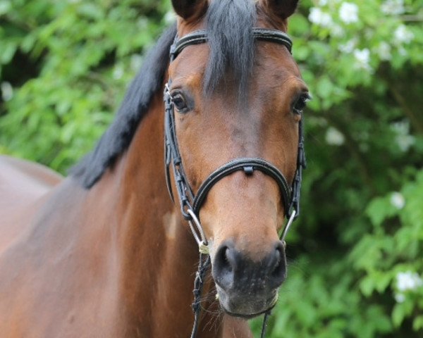 Zuchtstute Rock's Rapunzel (Westfale, 2009, von Rock Forever NRW)