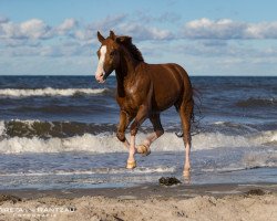 dressage horse Luminato KZI (Schweizer Warmblut, 2009, from Lauries Crusador xx)