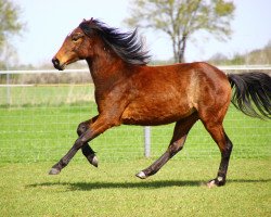 dressage horse Gaya (Knabstrupper, 2016, from Domino)