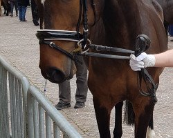 Springpferd Casiera la Fiertè (Württemberger, 2009, von Ciacomo)