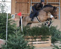 jumper Fernandez de Gordoba (Hanoverian, 1999, from Falkenstern II)