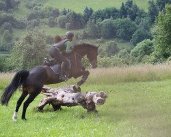 Springpferd Lukas 988 (Deutsches Reitpony, 2002, von Laudatio)