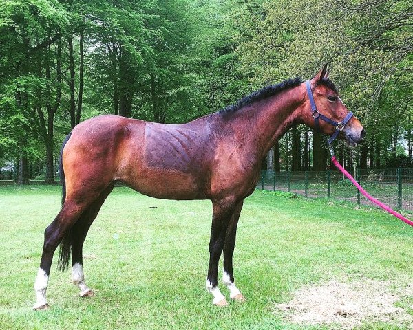 jumper Sierra 110 (German Riding Pony, 2013, from Holsteins Herold)