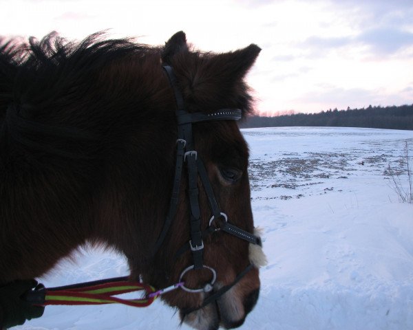 Springpferd Sally 722 (unbekannt, 1998)