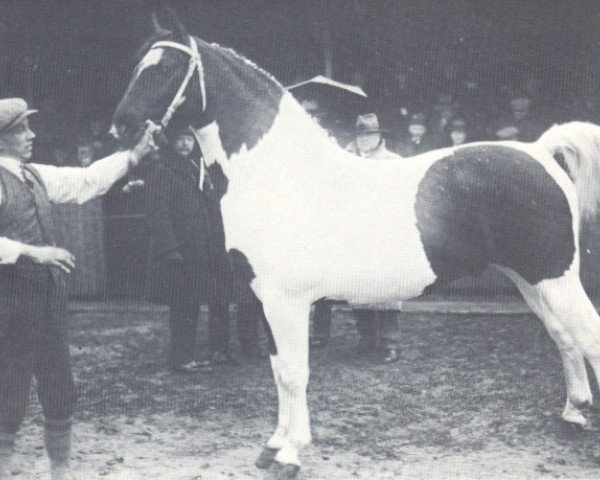 Deckhengst Hellas (KWPN (Niederländisches Warmblut), 1928, von Gerhard)