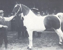 stallion Hellas (KWPN (Royal Dutch Sporthorse), 1928, from Gerhard Mo 147)