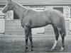 stallion Final Court xx (Thoroughbred, 1953, from Supreme Court xx)