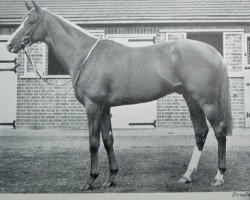 stallion Final Court xx (Thoroughbred, 1953, from Supreme Court xx)