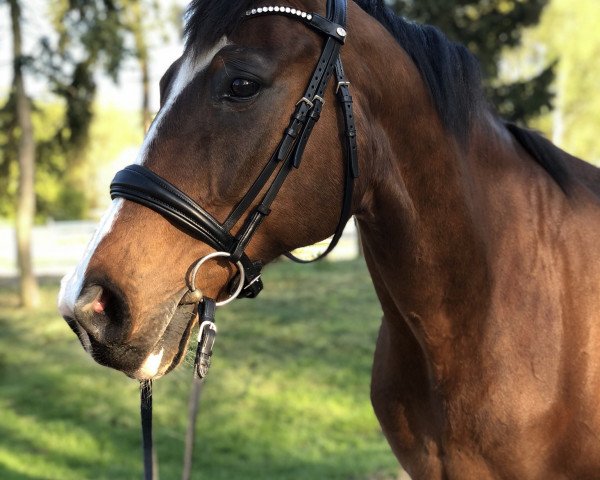 Springpferd Dorian L (Polnisches Warmblut, 2007, von Cruzeiro L)