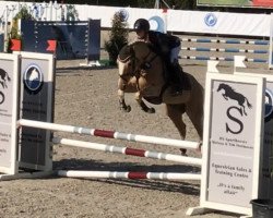 jumper Caramel L (German Riding Pony, 2012, from FS Champion de Luxe)