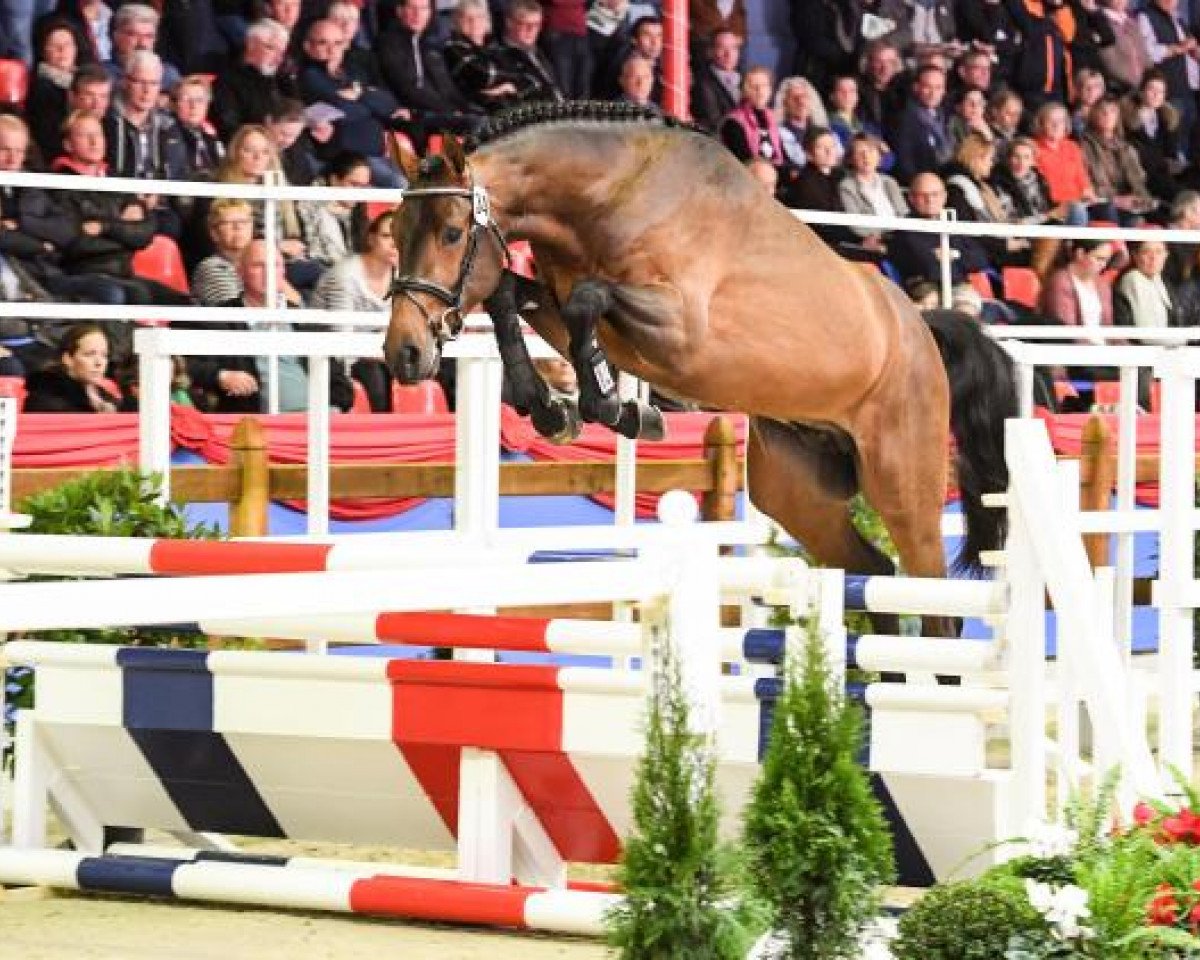 stallion Touloop-H (Oldenburg show jumper, 2015, from Toulon)