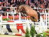 stallion Touloop-H (Oldenburg show jumper, 2015, from Toulon)